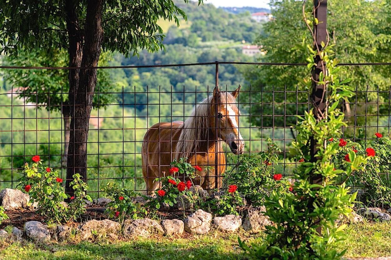 Agriturismo Il Porcellino Quinto di Valpantena المظهر الخارجي الصورة